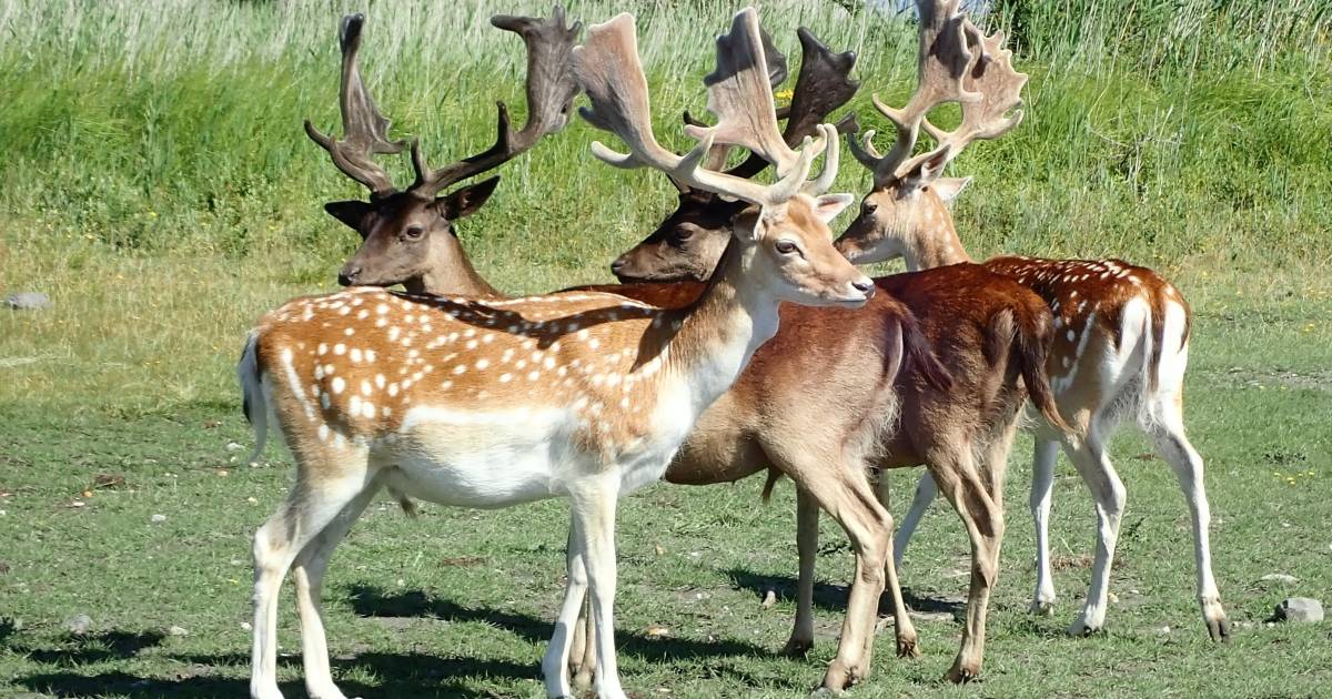 CDA Friesland wil dat provincie komende herfst damherten laat afschieten