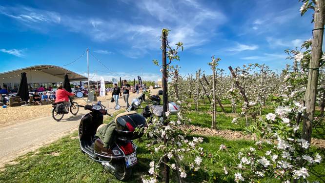 Volg groei van de bloesems op de voet met Bloesemmeter 2023
