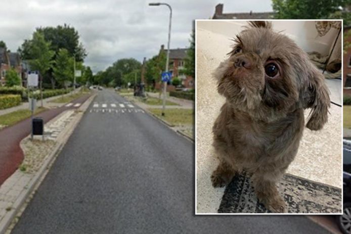 Hondje Bobby overleefde een aanval van een grote hond aan de Herman Boerhaavelaan niet. De eigenaresse van Bobby is ontroostbaar.