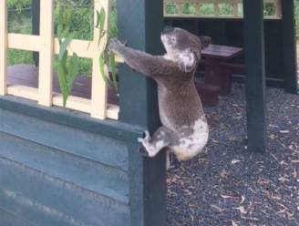 "Misselijkmakend": reddingswerkers in shock door koala die aan paal werd vastgeschroefd