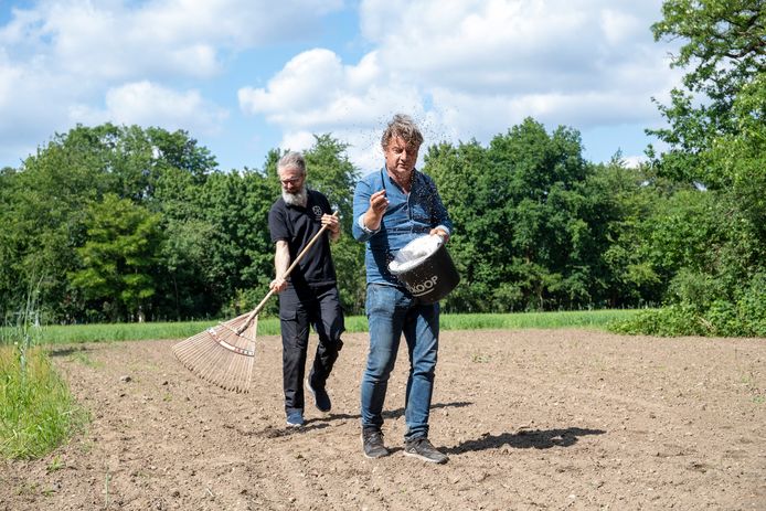 Marcel van Silfhout zaait het Brabants zandboekweit op de akker in Wageningen.