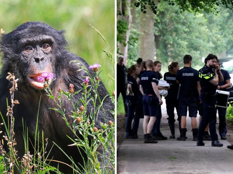 Jonge bonobo ontsnapt uit Ouwehands Dierenpark