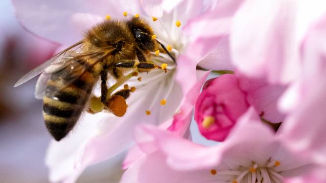 Nieuwe bijensoort voor ons land waargenomen en uitgestorven gewaande soort herontdekt