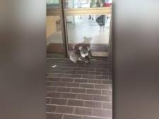 Koala loopt kantoor in Australië binnen
