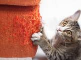 Ben je een ‘cat lover’? Dit zijn vijf toptips om je woning helemaal katvriendelijk te maken