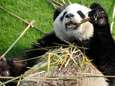 Les excréments des pandas de Pairi Daiza sous la loupe
