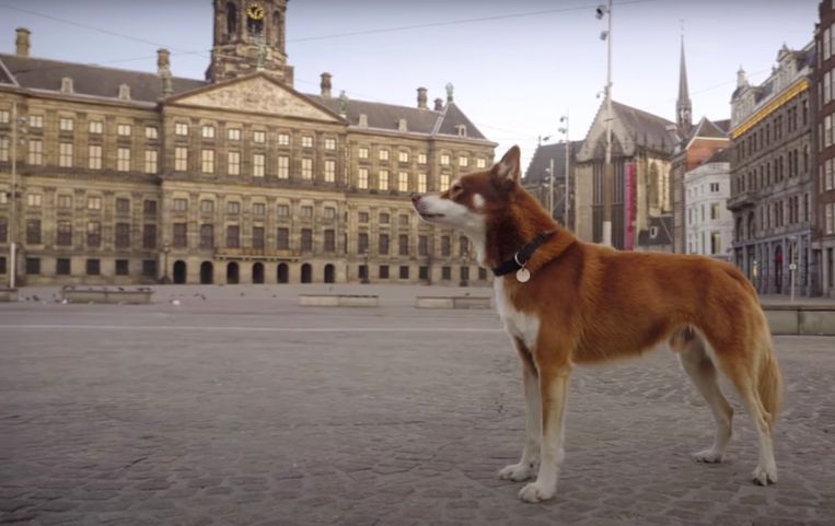 redden onderwerpen evenaar Geen hond in Amsterdam: een film van de stad in lockdown | Het Parool