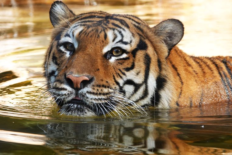 Generaliseren Barcelona Opsommen Zeldzame tijger in Florida doodgeschoten nadat een man het dier 'probeerde  te aaien' | De Morgen