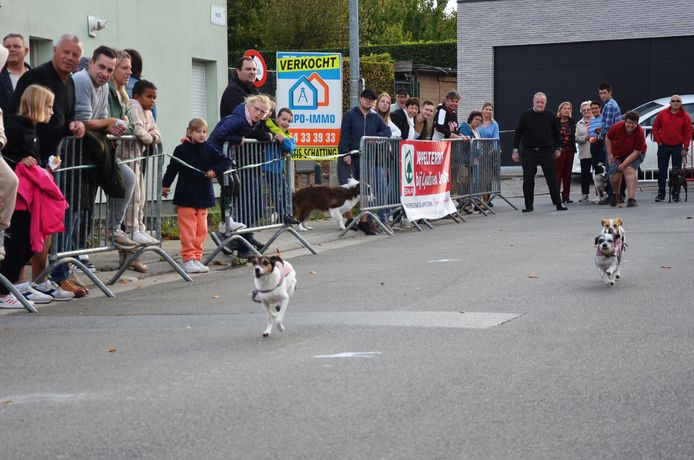 De 97ste editie van de hondenkoers in Appelterre was opnieuw geslaagd.