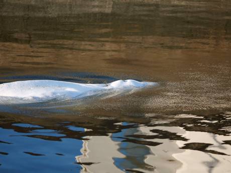 Witte dolfijn die in de Seine zwom is uit het water gehaald
