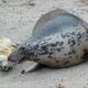 Aantal grijze zeehonden in Waddenzee stijgt