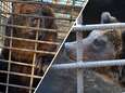<br>Getreiterde en verwaarloosde beren Ljalja en Malysh uit Oekraïne vanaf vandaag opgevangen in Ouwehands