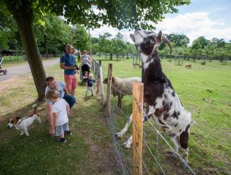 Hond bijt kindje (3) op kinderboerderij in Kiewit: “Doeken gebracht om bloeden te stelpen”