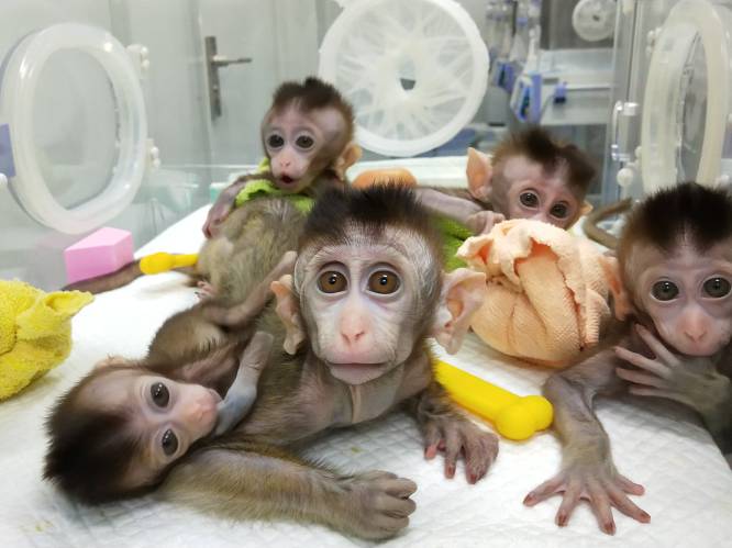 China kloont vijf aapjes voor medisch onderzoek in "monsterlijk" experiment