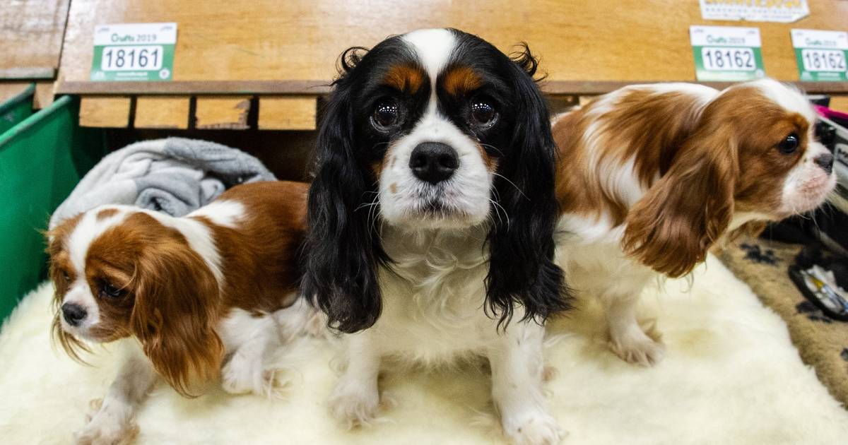 Adoption d’animaux la commune de Courcelles est