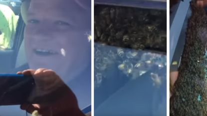 Imker rijdt doodleuk rond met duizenden losgebroken bijen in auto