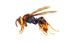 De Aziatische hoornaar is een grotendeels zwarte wesp. Hij heeft een oranje gezicht en
op zijn lijf een smalle, gele band vooraan en een brede, oranje band achteraan.