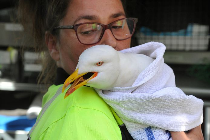 Vrijwilliger Nathalie van Lieshout met een gewonde meeuw.