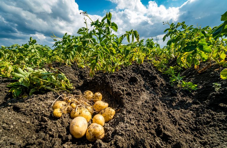 Door de droogte leverde een hectare grond dit jaar veel minder kilo's aardappelen op dan normaal. Beeld ANP