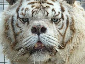 Het trieste verhaal van Kenny, de lelijkste tijger ter wereld