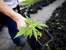 L'Uruguay produira six à dix tonnes de cannabis par mois