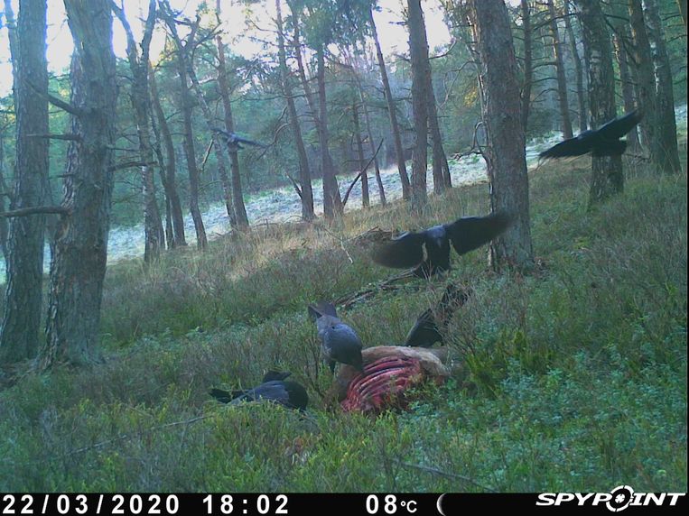 Wildcamera-beeld van Veluwse raven op prooi van wolf. Beeld ARK