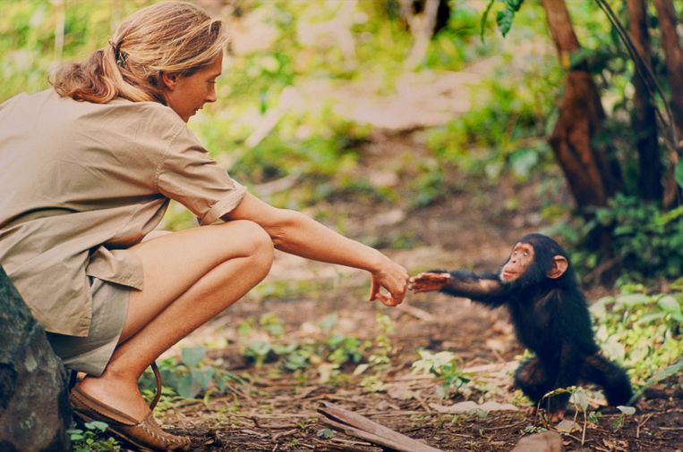 Jane Goodall in de jungle van Gombe in Tanzania met baby-chimpansee Flint. Beeld National Geographic Creative / H