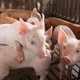 ‘Dit is het ware gezicht van de veeteelt’: Animal Rights dient klacht in na mislukte reddingsoperatie van varkens in beerput