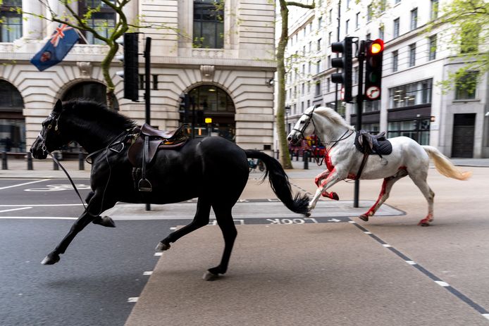 De losgeslagen paarden in Londen vorige week woensdag.
