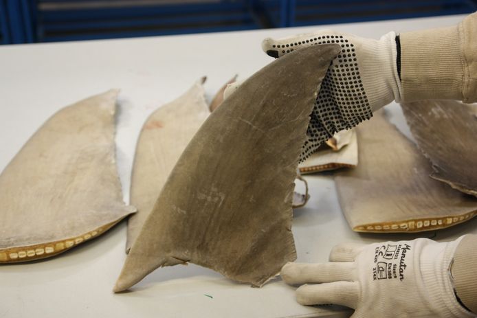 Duizenden haaienvinnen in beslag genomen op Schiphol