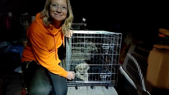 Esther Kef zit momenteel in Turkije om te helpen dieren te redden.