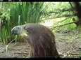 Camera in de Biesbosch legt per ongeluk twee ‘knoeperds’ van zeearenden vast