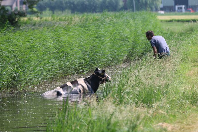 De koe ging te water in een sloot naast het weiland aan het Virulypad.