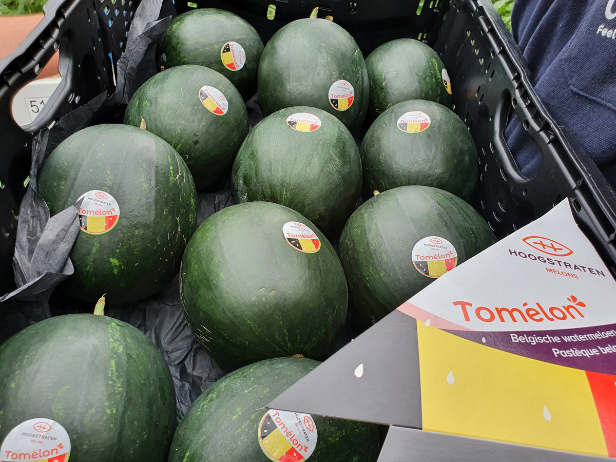 Na aardbeien zijn er nu ook Hoogstraatse watermeloenen “Zonder te ‘stoefen’ ze zijn minstens