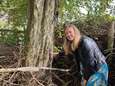 Speelbos Droombergen valt ten prooi aan vandalen: twee monumentale bomen vergiftigd