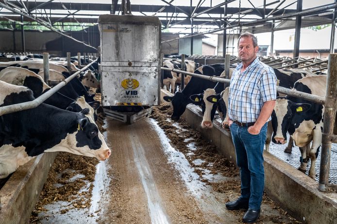 Janus Scheepers in zijn koestal.