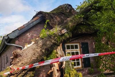 Boom waait door harde wind om en valt op boerderij in Asten, kans op instorting