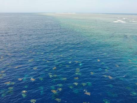 Grootste kolonie zeeschildpadden ter wereld blijkt veel groter dan gedacht