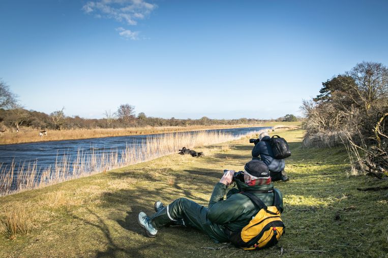 Een groepje deelnemers aan de vossenworkshop probeert in de Waterleidingduinen bij Zandvoort een vos te spotten. Beeld Dingena Mol