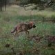 Gelderland mag voorlopig niet met paintballgeweer op wolf schieten