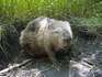 Bever verovert Brabantse rivieren en beken (video)