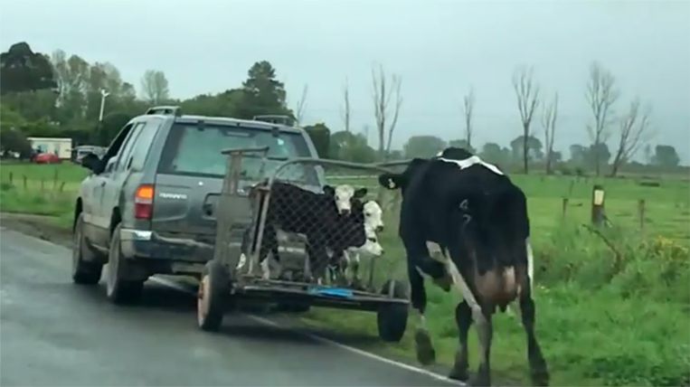 Een koe loopt achter haar kalfjes terwijl ze worden weggevoerd.