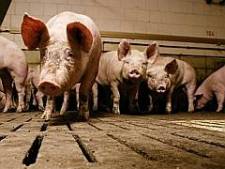Dood varkens sterkt Haarense milieuclub in verzet tegen extra stal