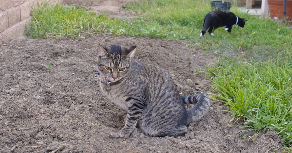 groot Aankoop Rang Hoe je poepende katten uit je tuin weert | Den Haag | AD.nl