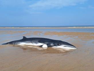 Dwergvinvis aangespoeld in Oostende op strand voor casino: 3 meter lang en 300 kilo zwaar