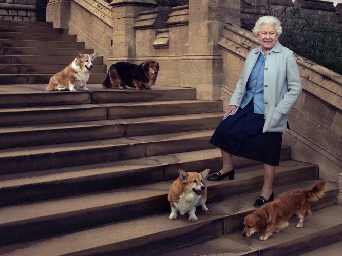 Nieuw parfum, eigen chef en elke dag verse lakens: zo’n luxeleventje leiden de royal corgi’s van de Queen