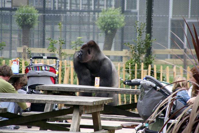 Bokito tijdens de ontsnapping in 2007.