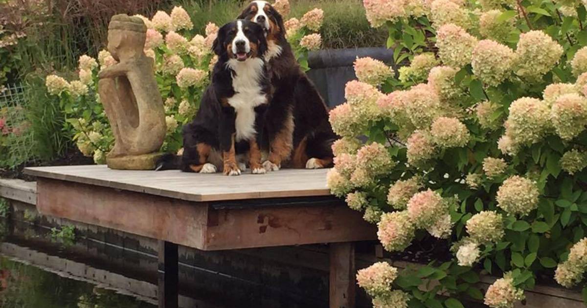 Hond ingeslikt terro moordenaar