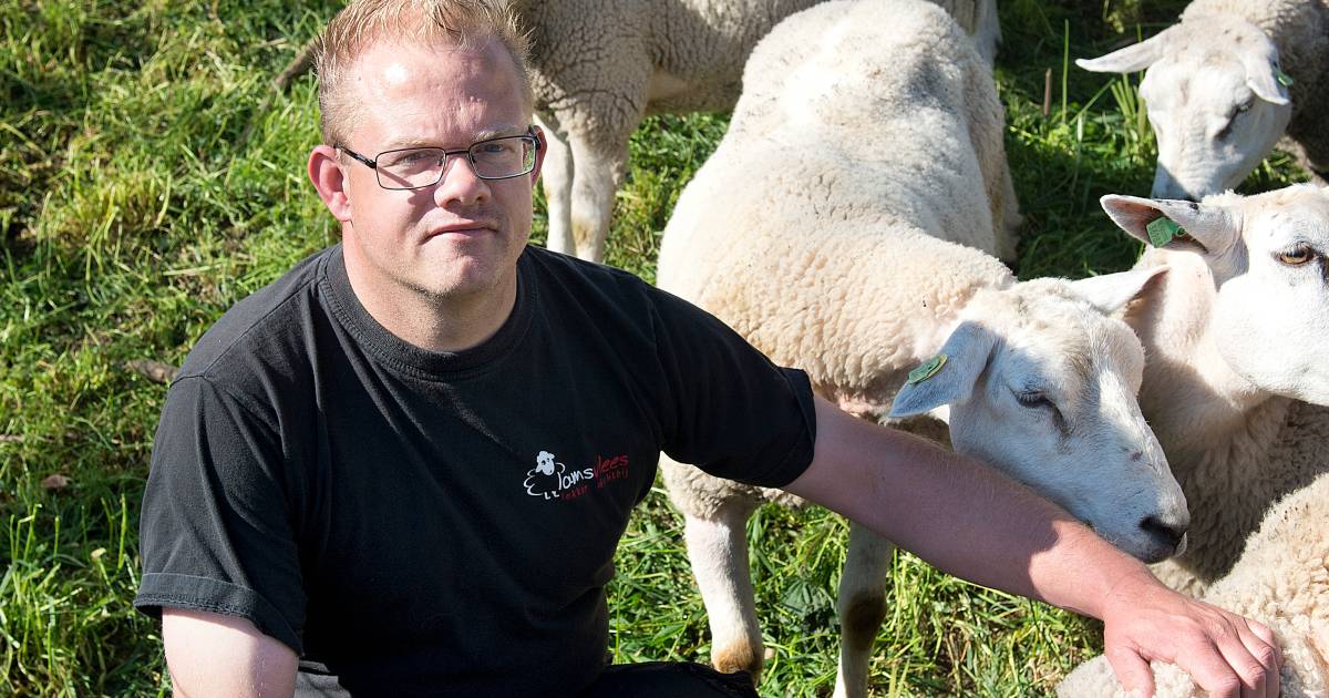Wilbert Verriet scheert tijdens de Molendagen elk uur een schaap bij de Thornsche Molen