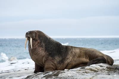 Woeste walrus brengt boot Russische marine tot zinken